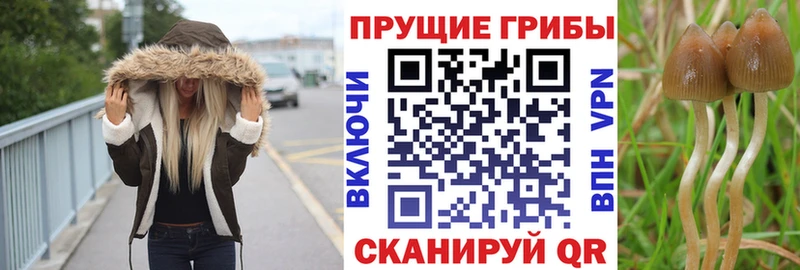 Псилоцибиновые грибы прущие грибы  Купить закладки  Сясьстрой 